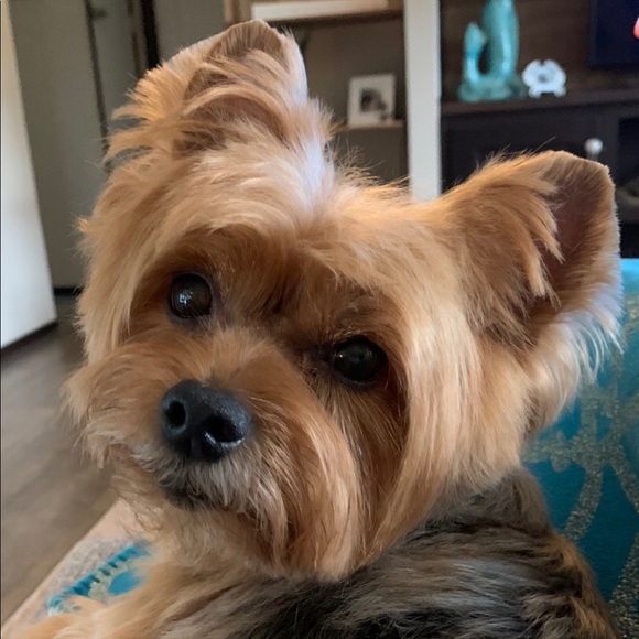 Meet your Posher, Simone - Picture 3 of 3